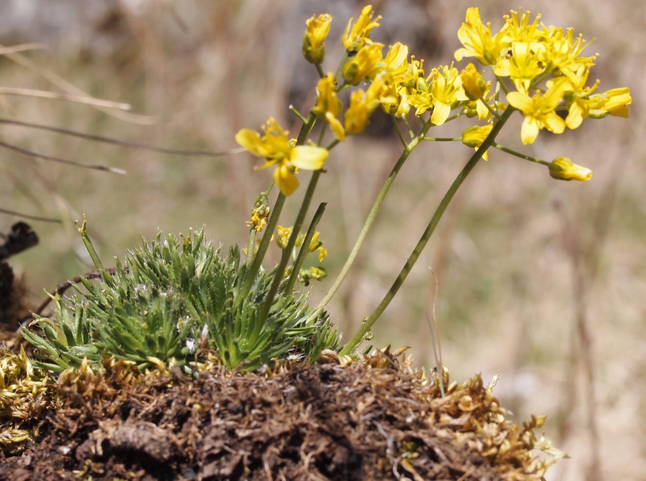 Whitlow Grass, Yellow